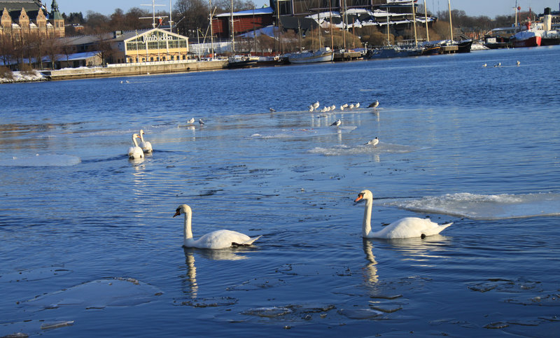 strandvägen