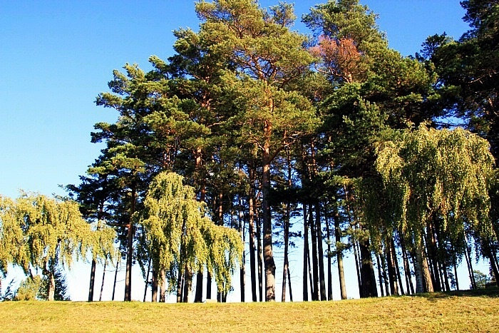 斯库格墓地(Skogskyrkogården)